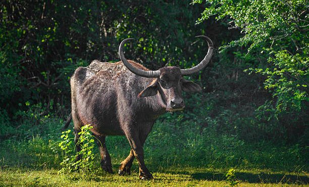 Ramayana tours