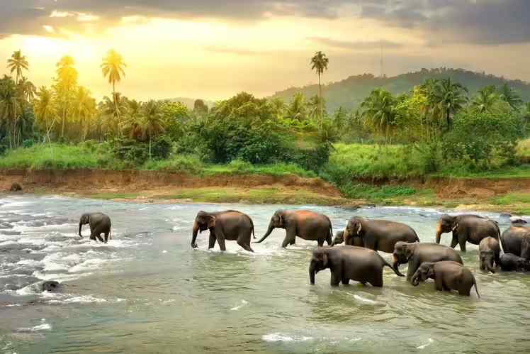 Complete Sri Lanka experience